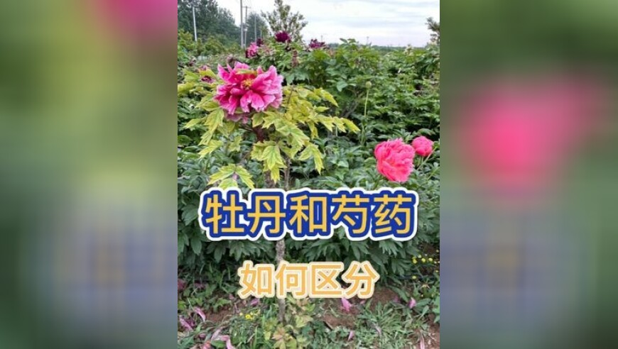 澳门管家婆-1003,王楚钦又跟闫安玩上了,典故解疑_正式版V11.22